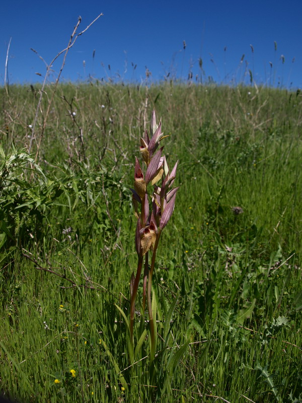 Serapias vomeracea ocra